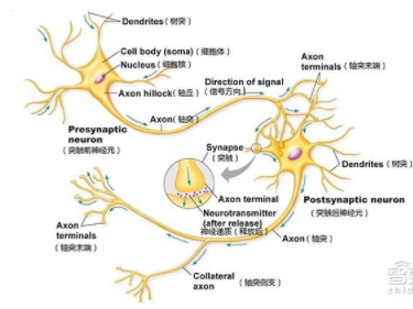 AI大咖关注的类脑芯片能否超越人脑？又是否可以冲破摩尔定律