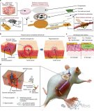 全植入无线触觉系统：仿生人造<b class='flag-5'>皮肤</b>在<b class='flag-5'>伤口</b><b class='flag-5'>愈合</b>与触觉恢复中的应用