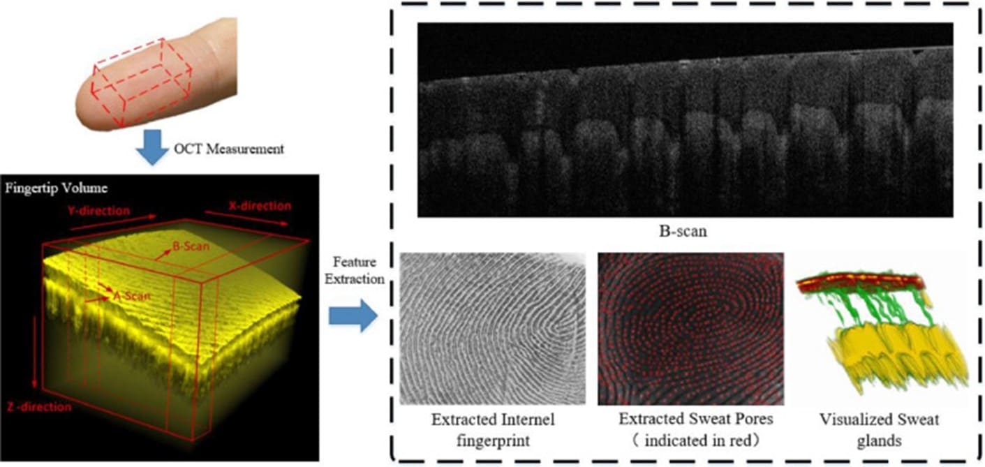 友思特应用 | 微观指尖世界：<b class='flag-5'>OCT</b><b class='flag-5'>成像</b>应用之3D指纹提取与识别