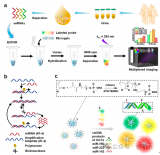 基于智能手机的miRNA多色荧光成像<b class='flag-5'>传感</b>平台