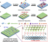 通过构建界面梯度异质结构实现<b class='flag-5'>高倍率</b>和长寿命锌金属阳极