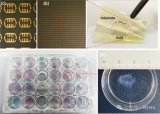 利用太赫兹超构表面开发一款革命性的<b class='flag-5'>生物传感器</b>