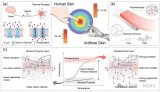 基于人体皮肤热感知原理的<b class='flag-5'>超高灵敏度</b>柔性温度<b class='flag-5'>传感器</b>开发