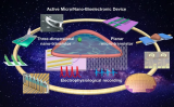 用于先进电生理记录的有源微纳协同生物电子器件<b class='flag-5'>研究进展</b>综述