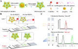 基于金银<b class='flag-5'>纳米</b>簇<b class='flag-5'>自组装</b>制备荧光开启侧向流动试纸条，用于小<b class='flag-5'>分子</b>检测