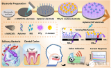 <b class='flag-5'>中国科学院</b>长春应用<b class='flag-5'>化学</b><b class='flag-5'>研究所</b>：基于双识别元件的便携式唾液<b class='flag-5'>传感器</b>，<b class='flag-5'>用于</b>龋齿病原菌的即时<b class='flag-5'>检测</b>